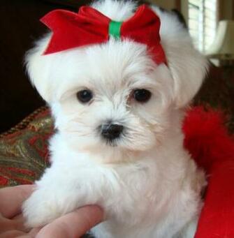 Welcome To Texasteacuppuppy