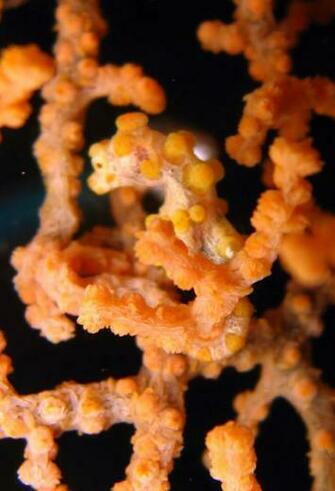 Pygmy Seahorse Wallpaper Hippocampus