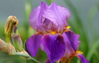 Wallpaper Iris Purple Macro Petals Flowers