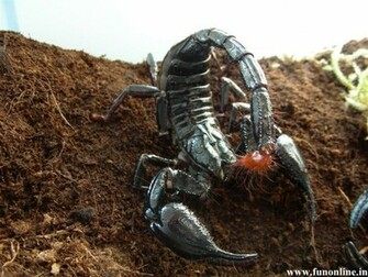 Scorpion Wallpaper Poisonous And Deadly Scorpions