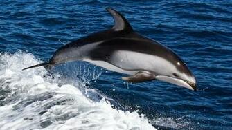 Dolphin Water Swim Jump Splash Sea Full HD 1080p Background