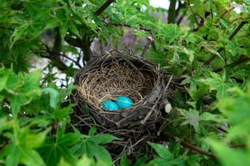 Birds Nest Pictures HD Image