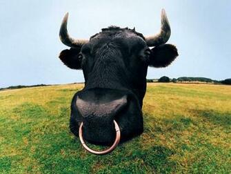 Funny Farm Animals Wallpaper