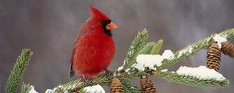 Wallpaper Cardinal Bird Color Branch Snow Dual