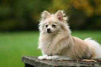 Dog Pomeranian HD Wallpaper
