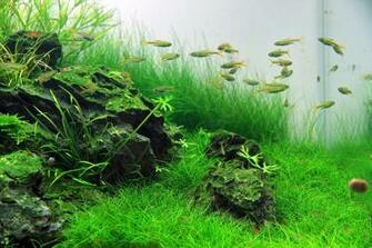 Aquascape Wallpaper Google Search Hewan