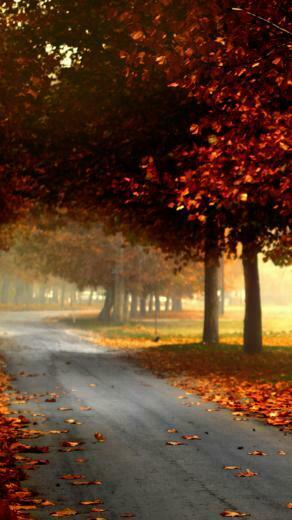 Forest Park Landscape iPhone Wallpaper HD