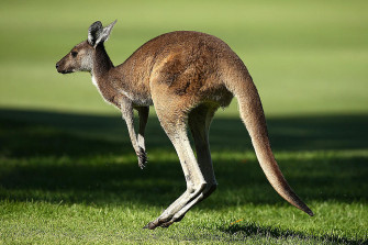 See Rare White Kangaroo Born At Animal Adventure Park Video