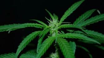 Wallpaper Pictures Photos And Control Cannabis