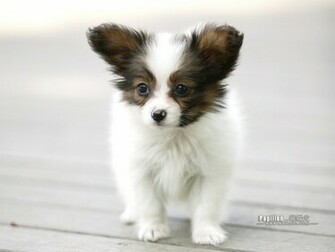 Papillon Puppy Dog Wallpaper No
