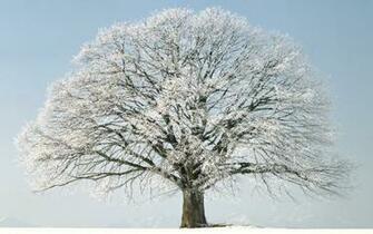 Winter Snow Wallpaper
