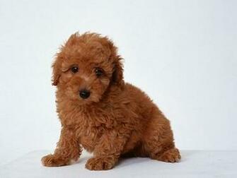 Wallpaper Poodle Pictures