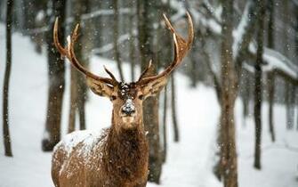 Deer Computer Wallpaper Desktop Background Id