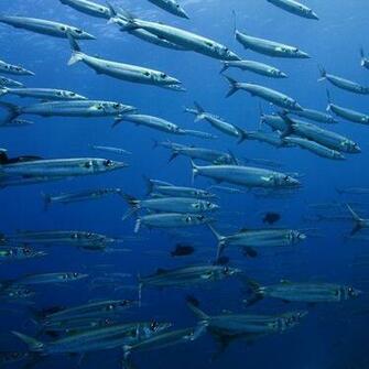 School Of Fish Wallpaper