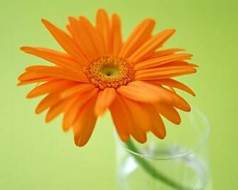 Daisy Flower Wallpaper HD Pictures One