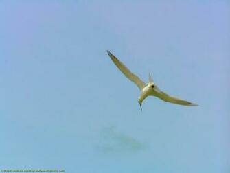 Wallpaper Beautiful Bird Flying Desktop