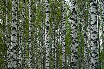 Birch Wood Tree Birchwood Trees