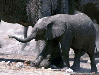 Animals Wallpaper Elephant