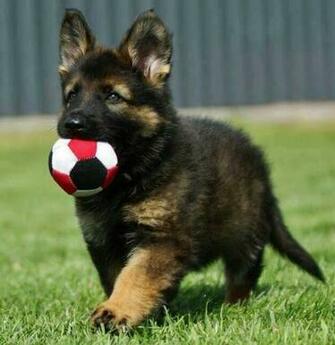Cute German Shepherd Puppies Doglers