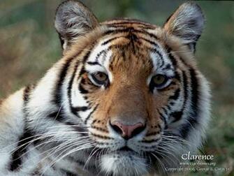 Pics Photos White Bengal Tiger Wallpaper Resolution