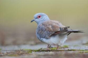Kwartels En Diamant Duifjes In De Vogel Voliere Schattige Dieren