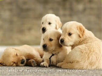 Beautiful Puppies Wallpaper Cute Photo White Puppy