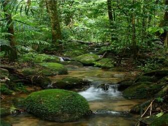 Amazon Forest Deforestation