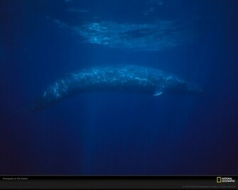 Blue Whale Picture Desktop Wallpaper