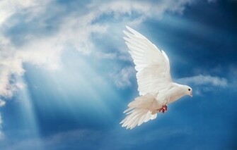 Wallpaper Dove Peace Sky Pigeon White Sunrays Bird