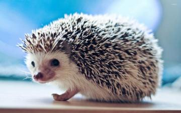Cute Hedgehog Wallpaper Top Cutest Animals