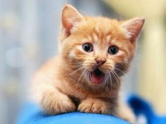 Cute Cats Wallpaper