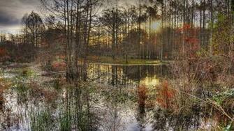 Swamp Computer Wallpaper Desktop Background Id