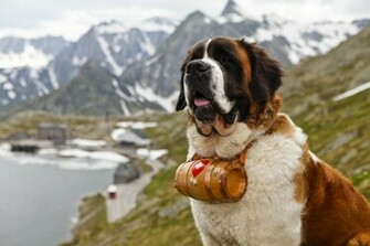 Saint Bernard Facts HD Wallpaper Dogbreedswallpaper
