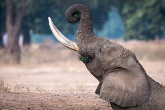 African Bush Elephant 4k Ultra HD Wallpaper