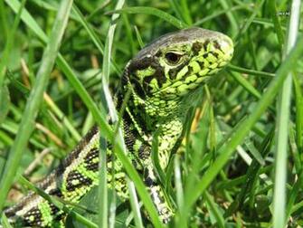 Lizard Wallpaper Animal