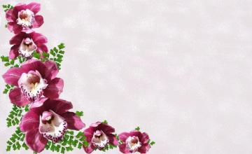 Maroon And White Lady Slipper Flowers Greeting Card Flower