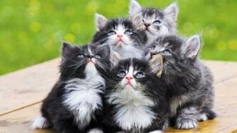 Animal HD Wallpaper Hebus Org High Definition