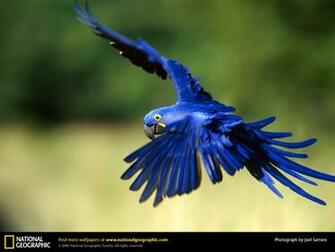 Hyacinth Macaw Macaws Wallpaper