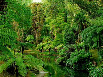 Rainforest Background Wallpaper