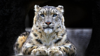 Snow Leopard Wallpaper