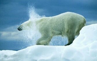 Polar Bear Wallpaper