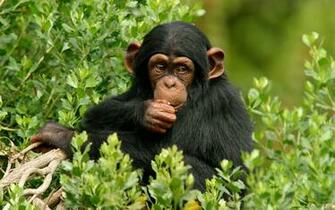 Chimpanzee HD Wallpaper 7wallpaper Net