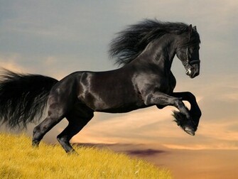Black Horse Wallpaper Background HD
