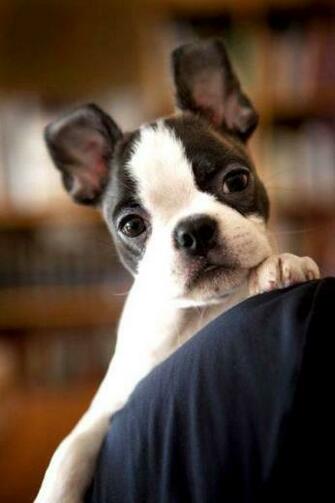 Boston Terrier Wallpaper Aplicativos E An Lises Android