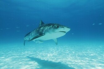 Tiger Shark Pictures And HD Wallpaper