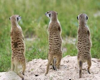 Meerkats Wallpaper Fun Animals Wiki Videos Pictures