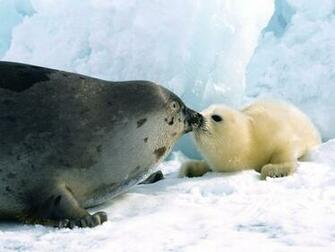 Widescreen Animals Seal Wallpaper HD Background For