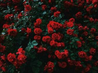 Bed Of Red Roses In Bloom Photo Flower Image