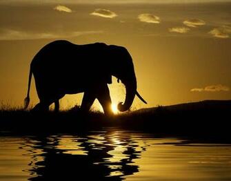Most Beautiful Animals Birds Wildlife Wild Life