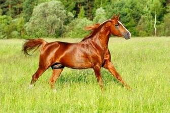 Quarter Horse Wallpaper HD